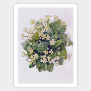 Primroses watercolour painting Sticker